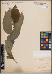 Foto von Salix caprea L.